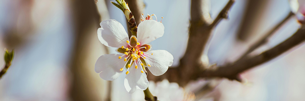 Mandelblüte auf Mallorca